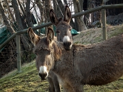 MONTE GIOCO (1366 m.) – Giro ad anello partendo da Lepreno di Serina, 7 marzo 2012 - FOTOGALLERY